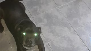 Treat time for my dog