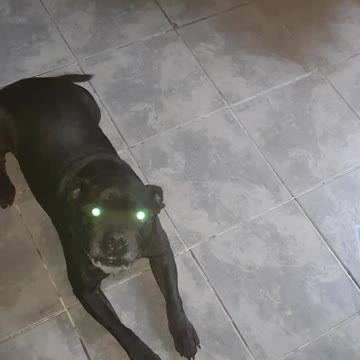 Treat time for my dog