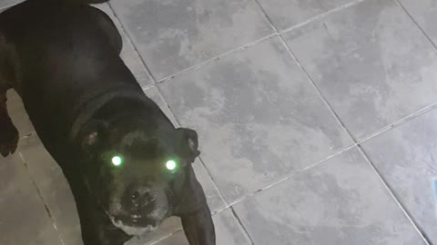 Treat time for my dog