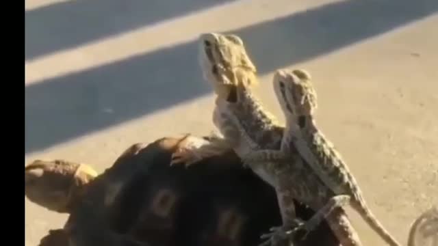 Lizards traveling on turtle looking cut3❤️😍