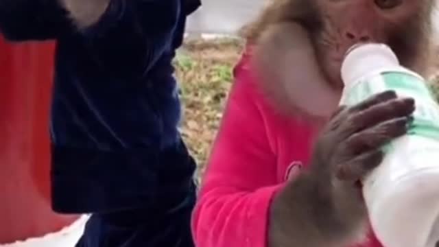 Monkey Drinking Milk Competition ||#shorts ||#monkeylovers #milking
