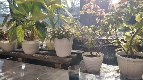 Menikmati secangkir kopi dan roko di pagi hari di halaman rumah,,