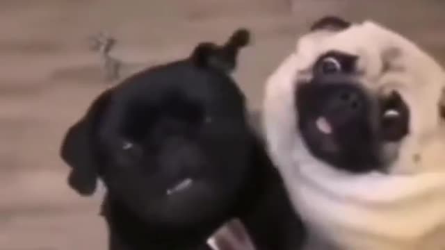 Funny dog video