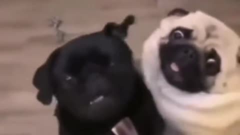 Funny dog video