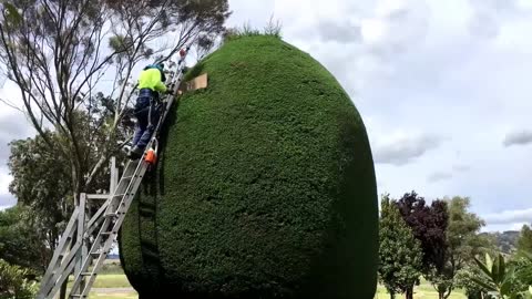 Burt's Balls