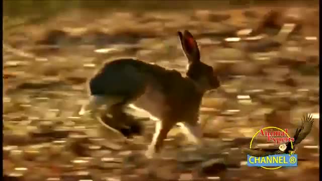 Most_epic_Goshaw_Hunting_Jack_Rabbit_Attack_moments