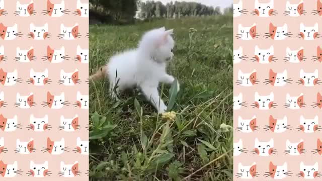 Cute and funny cat video,,,🐱