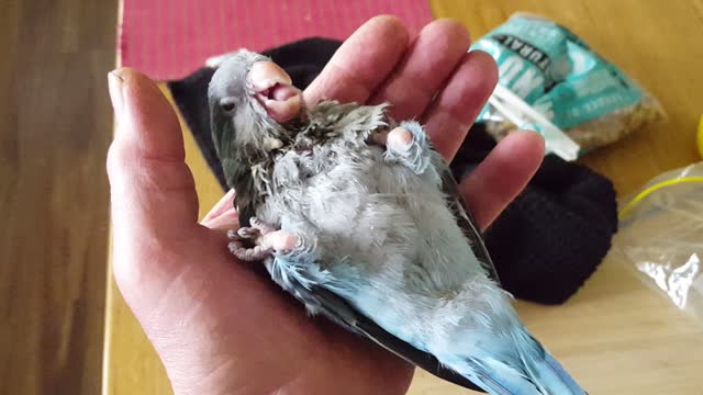 Baby Quaker Parrot Handraised