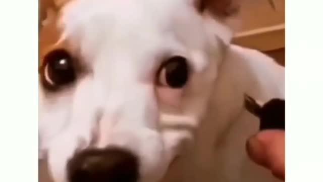 A dog attack a man 🤣🤣
