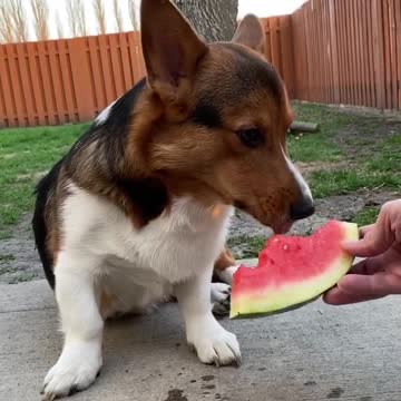 Watermelon nums