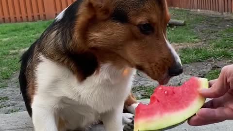 Watermelon nums