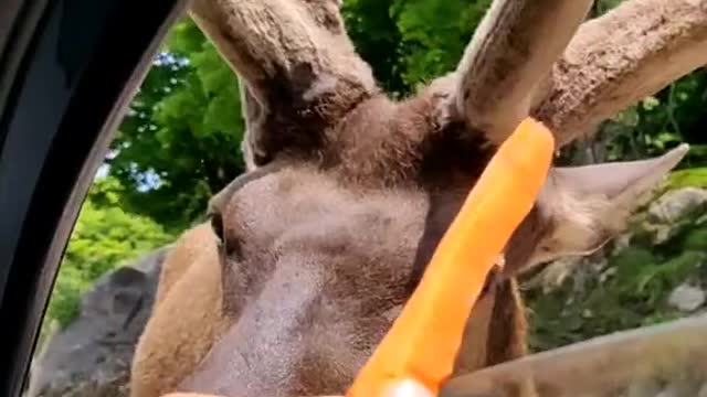 Funny moose reaction to carrots)