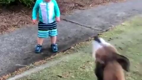 Babies Playing With Dogs