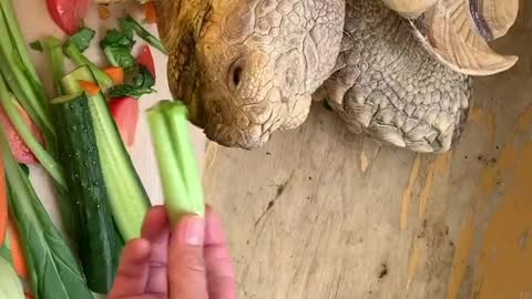Cute Tortoise turtle having vegetables
