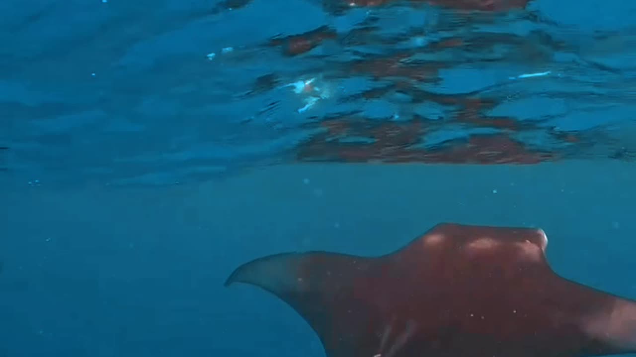 Manta