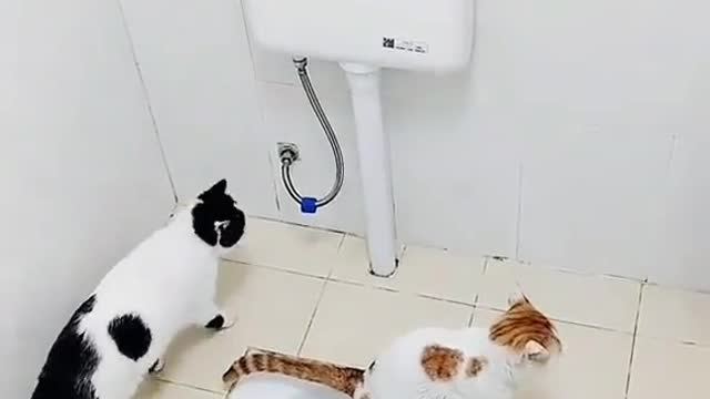 Funny cats video