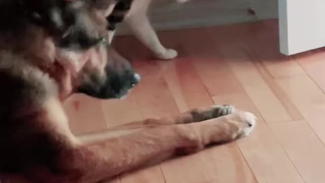 cat playing with dog