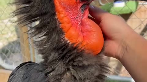 Azula, a southern ground hornbill, loves a good head scratch from her keepers 🥰