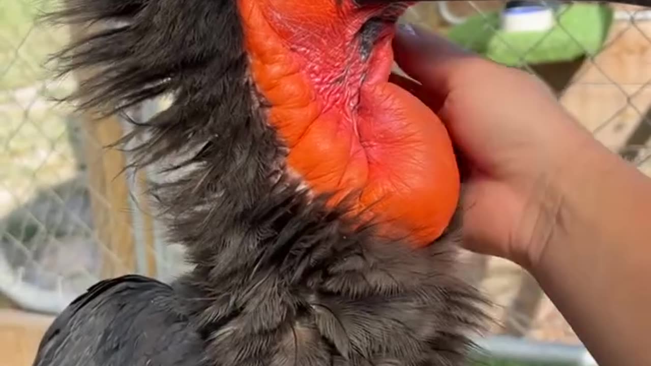 Azula, a southern ground hornbill, loves a good head scratch from her keepers 🥰