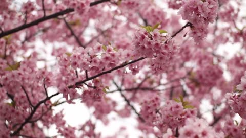 Spring Sakura blossoms