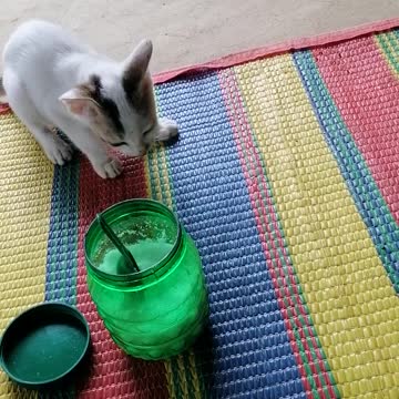 This is a cat very cut.