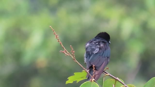 Black drongo bird sits and feathers shine