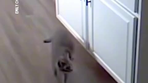 CAT'S NOT HAPPY 😾ABOUT BEING CAUGHT ON CAMERA!
