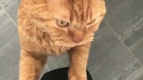 A Rather Ravenous Ginger Cat