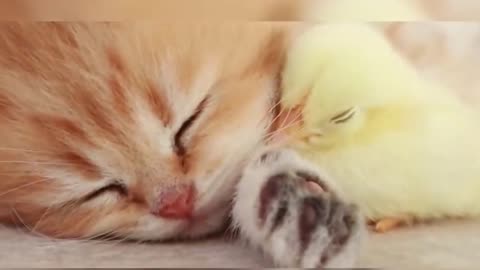 #shorts Kitten and Chicken 😍 | Beautiful video💓 2021