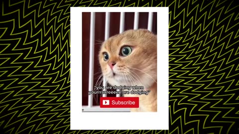 Best Funny Videos 2024 😅 - #funny #animalfunny