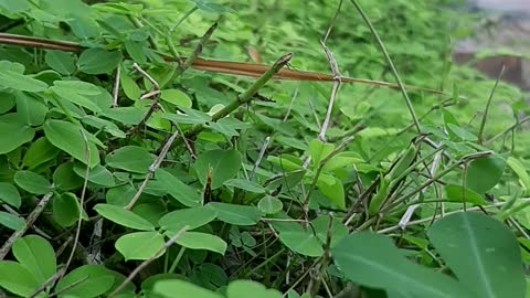 So green...