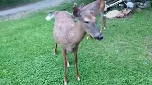 This mother deer has been around the area for the past 3 years.