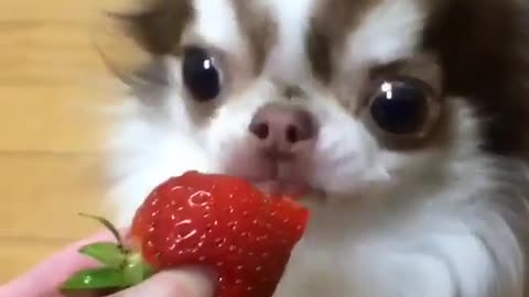 The puppy is eating strawberries