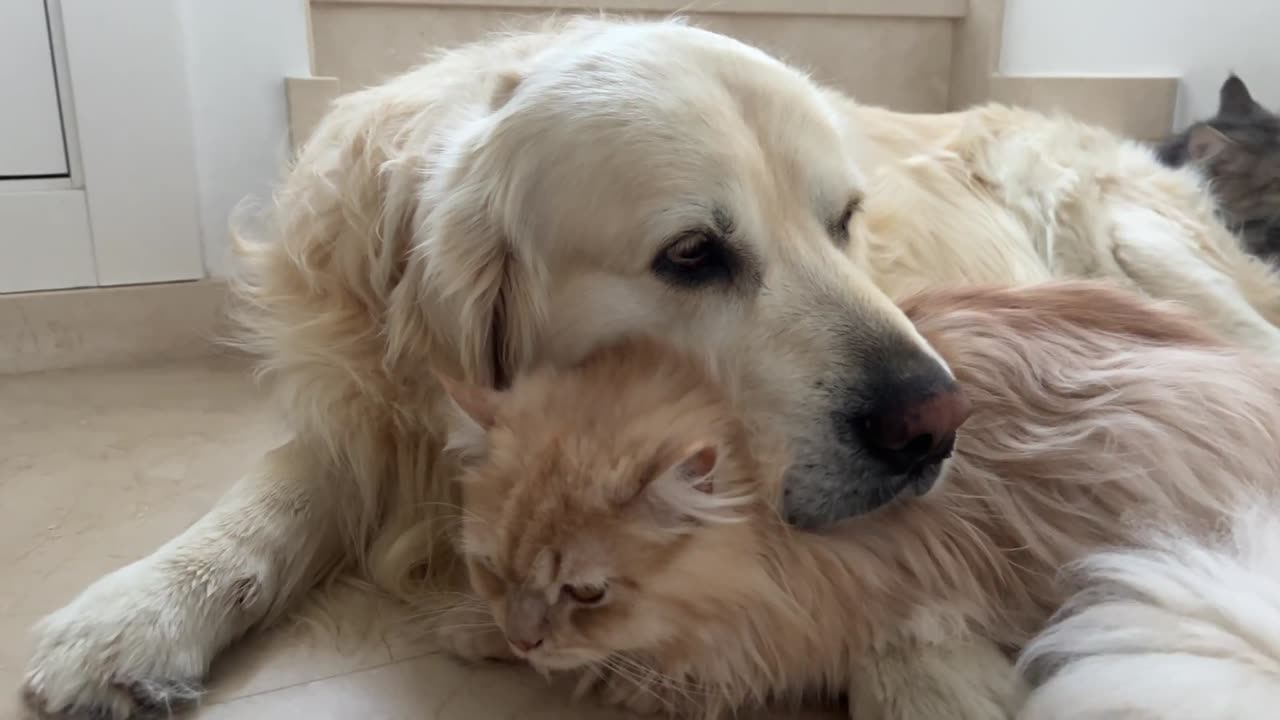 Golden Retriever Decided That a Cat is Better Than a Pillow_