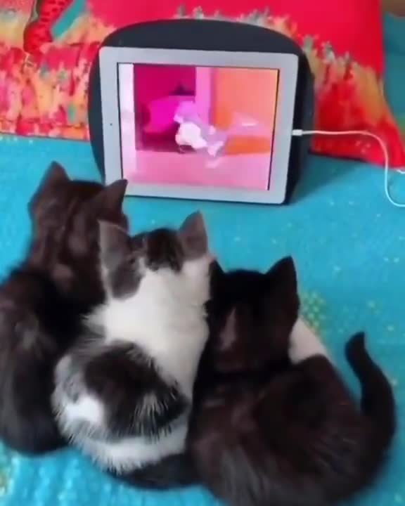 my cats watching tom and Jerry