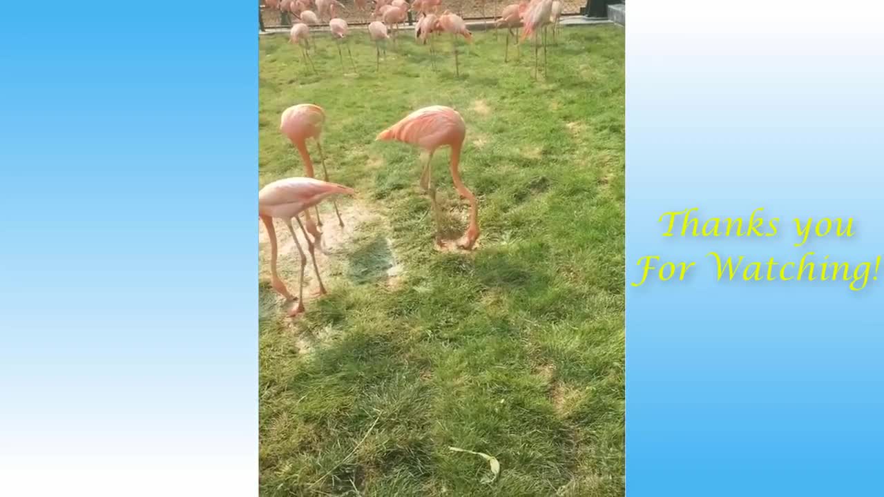 😍 Cute Cats and Funny Dogs Videos Compilation 2021 😍