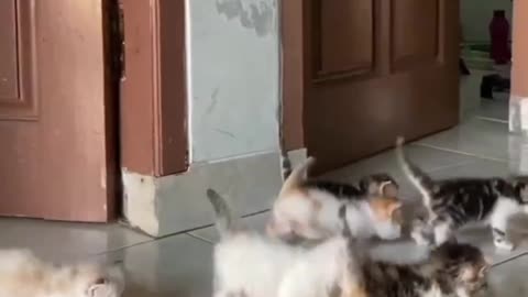 #cat #funny