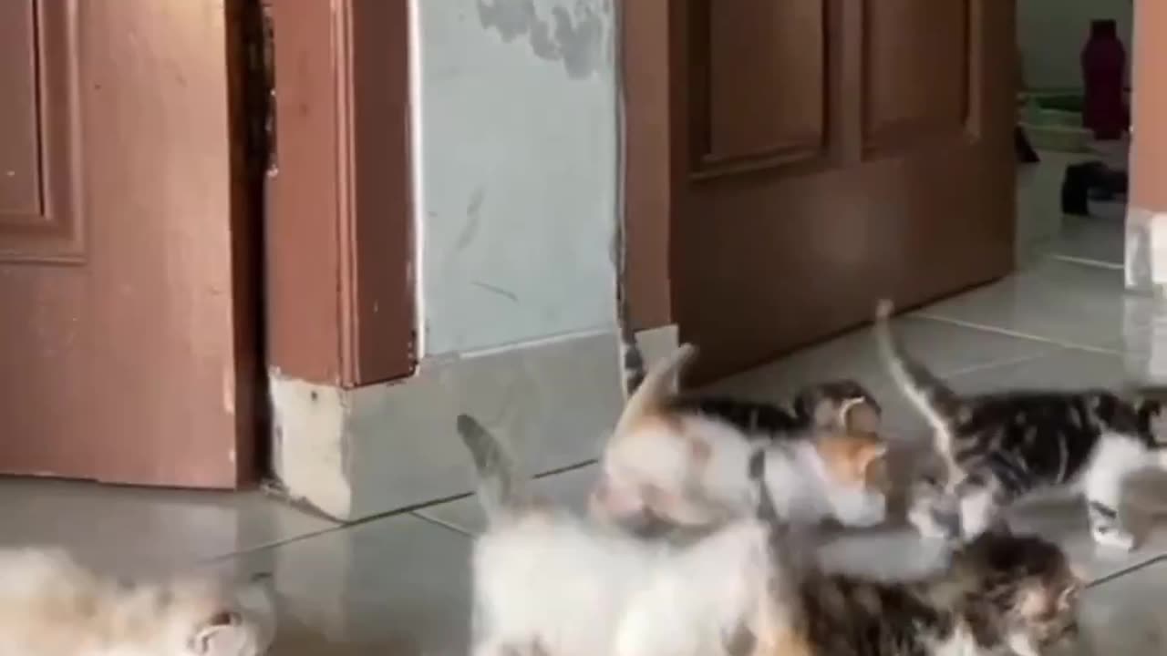 #cat #funny