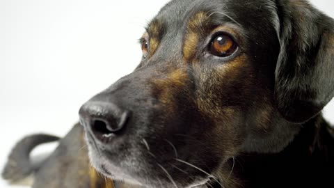 Dog face close up