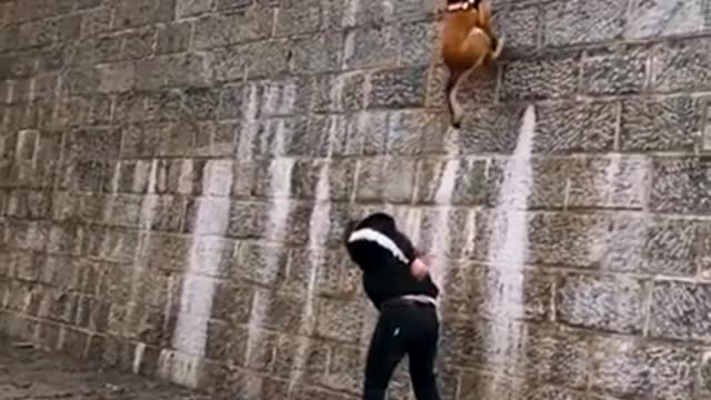 Dogs training stunt