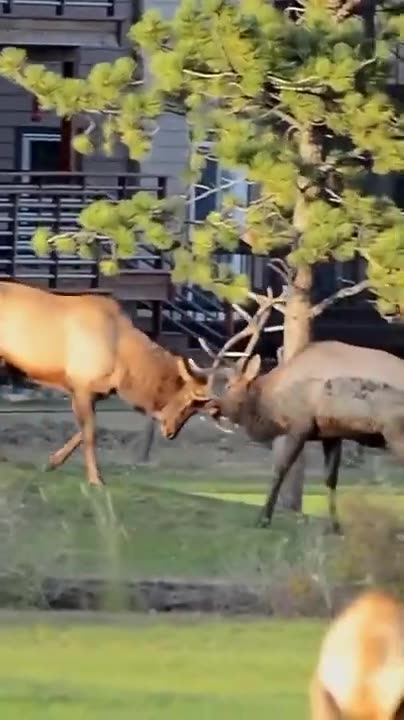 the moose are fighting