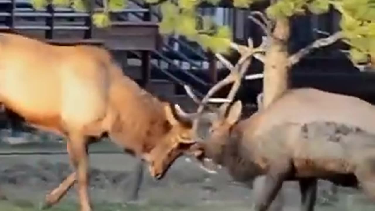 the moose are fighting