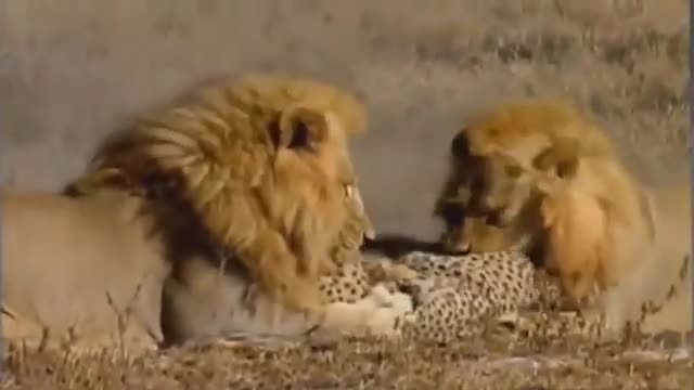 Best Moment Of Top Animal War 2020 Discover Wild Animals - Amazing Wild Creatures