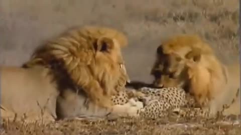 Best Moment Of Top Animal War 2020 Discover Wild Animals - Amazing Wild Creatures