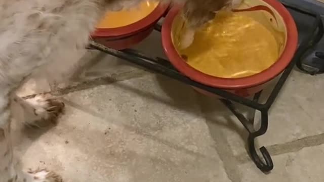 🤿 This boy scuba diving in the water bowl 😂😂