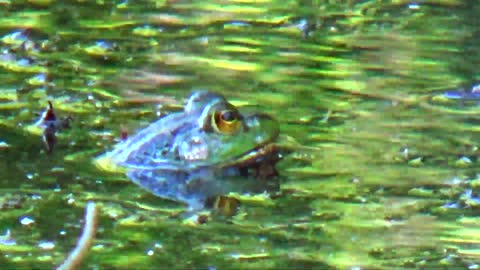 Bullfrog