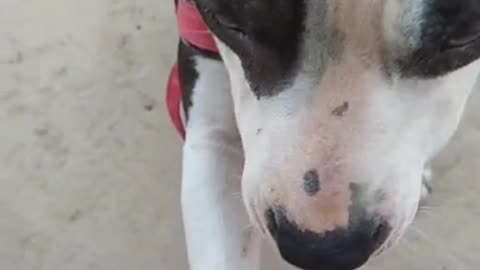 Baby dog pitbull giving a paw