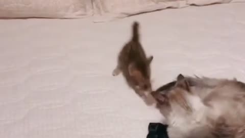 Fun World #6 | Cute Baby Cat