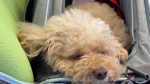 dog sleeping in a bag