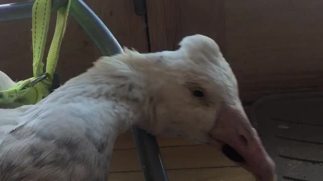 Ernie, My special needs goose eating a grape